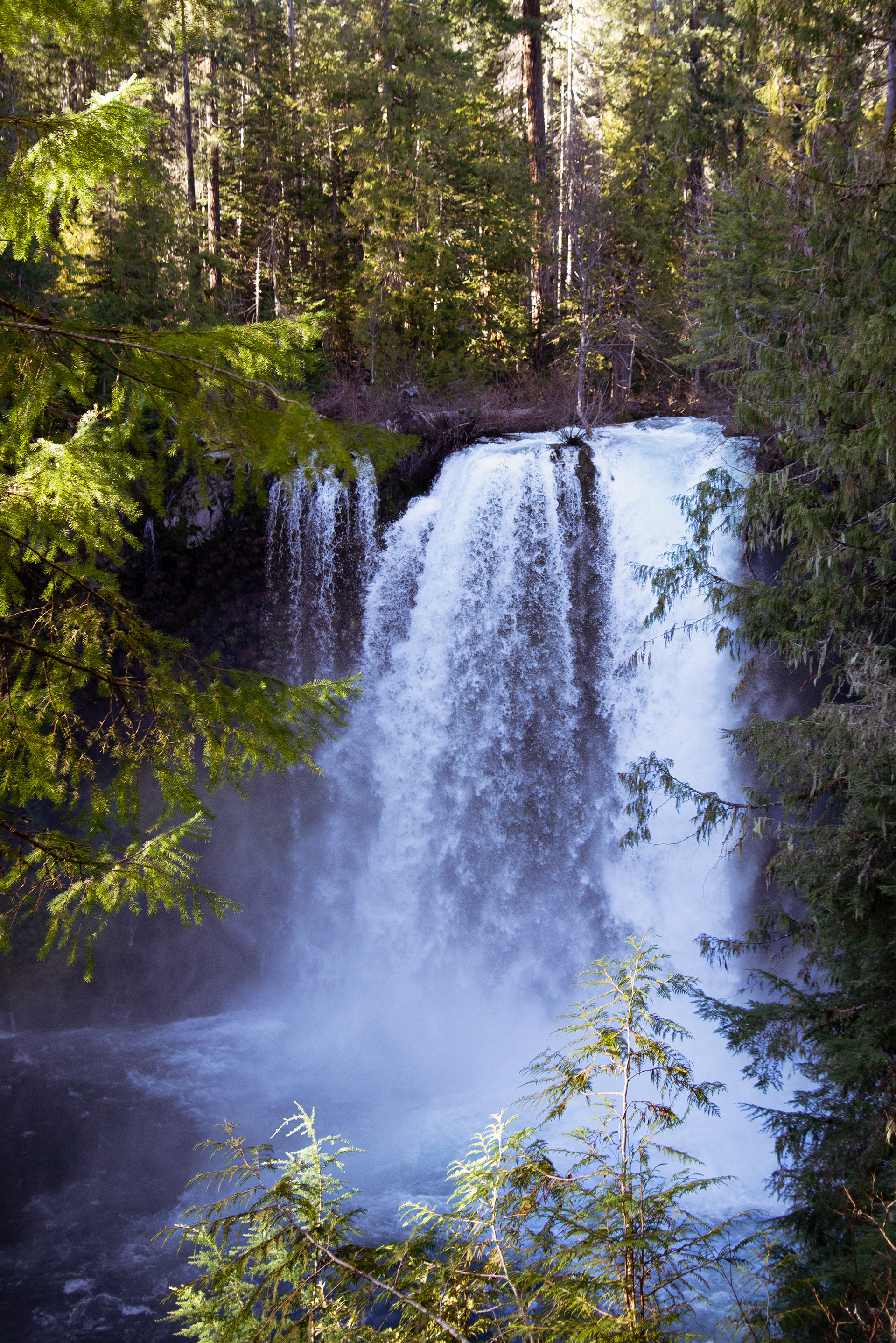 Koosah Falls in the Willamette National Forest