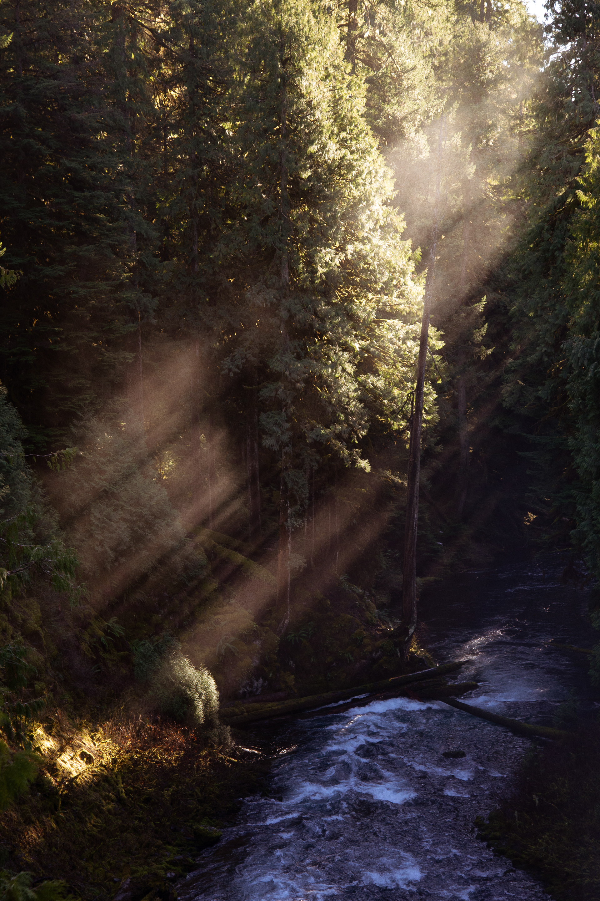 Sunrays through trees of Willamette National Forest