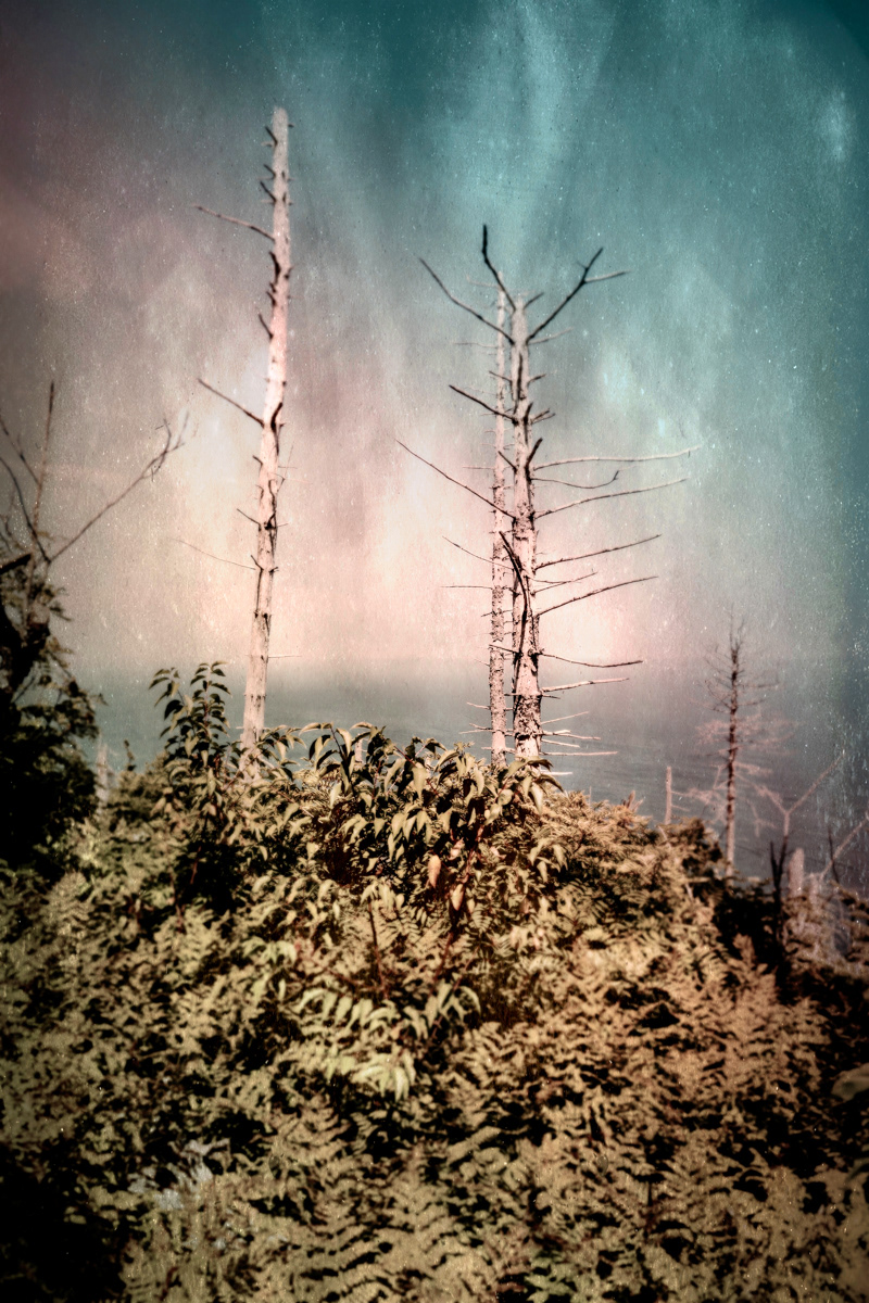 Arbre no. 19