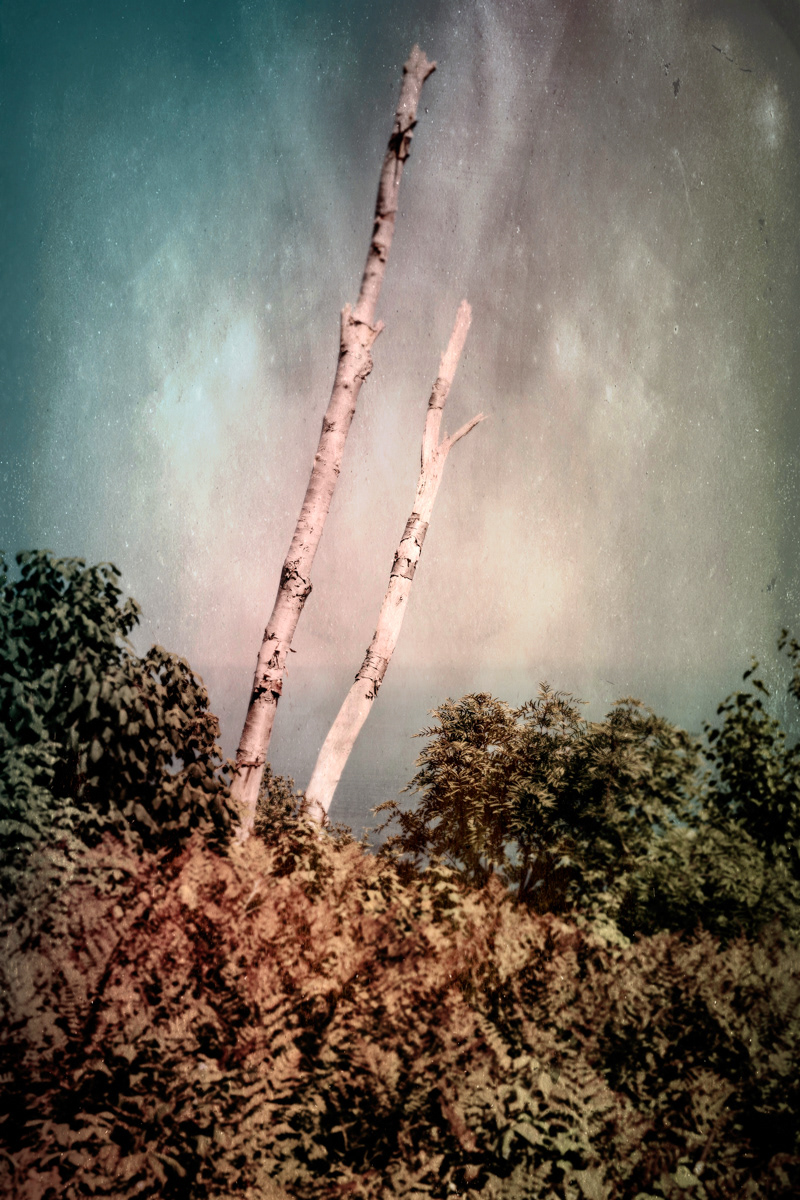 Arbre no. 20