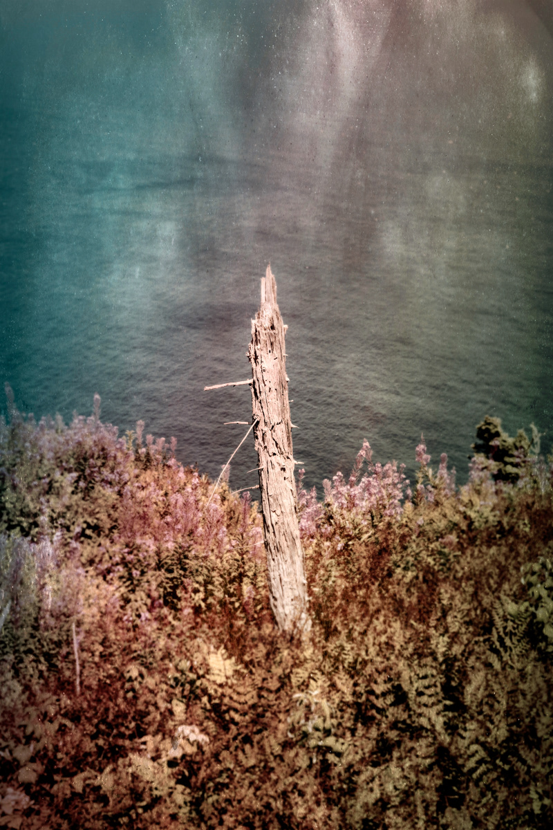 Arbre no. 14
