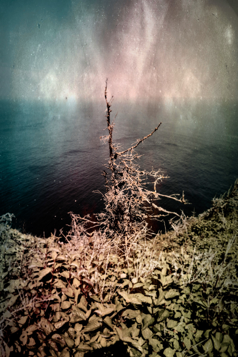 Arbre no. 04