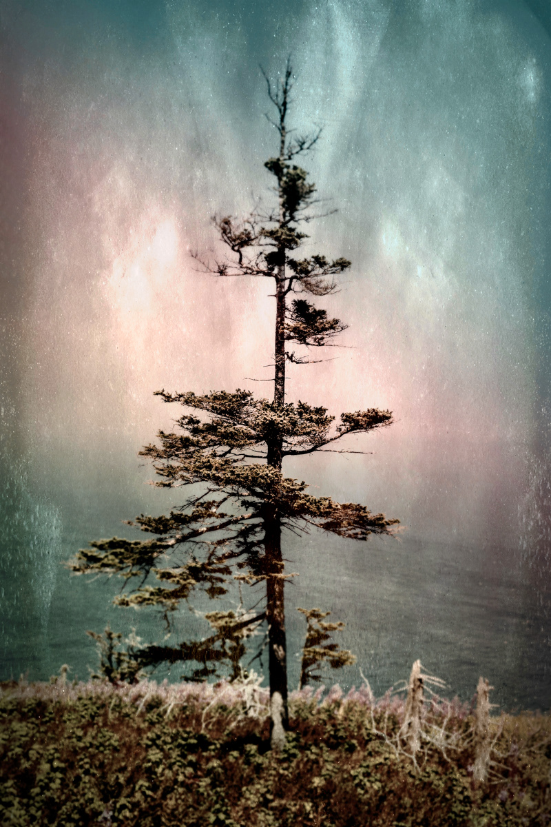 Arbre no. 10