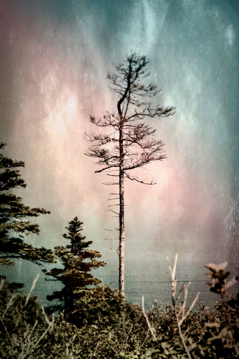 Arbre no. 24
