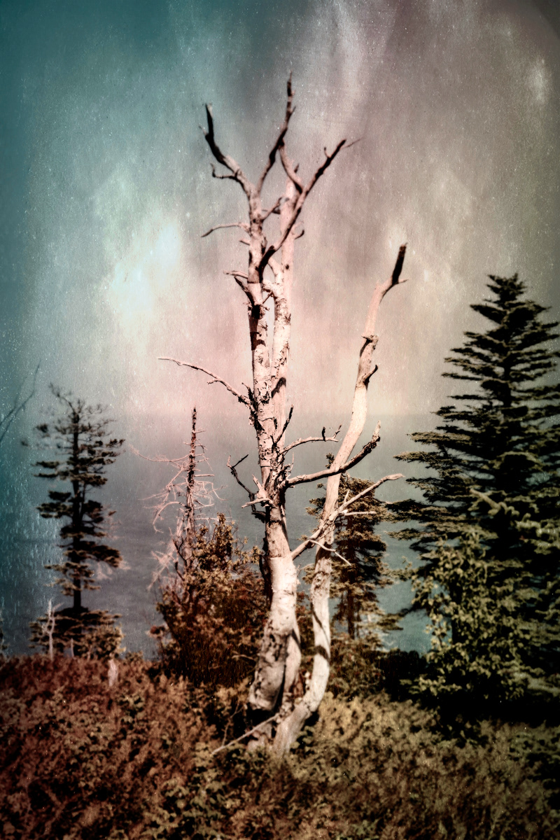 Arbre no. 16