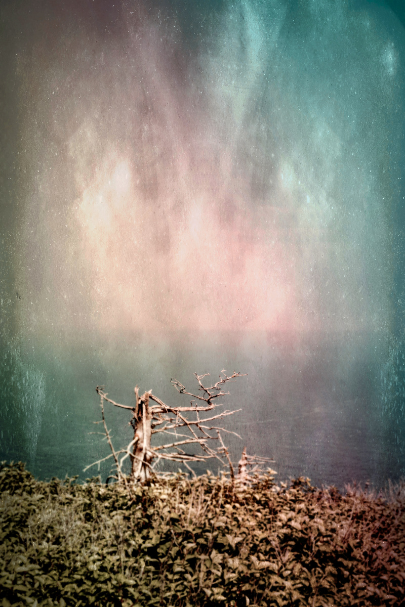 Arbre no. 01