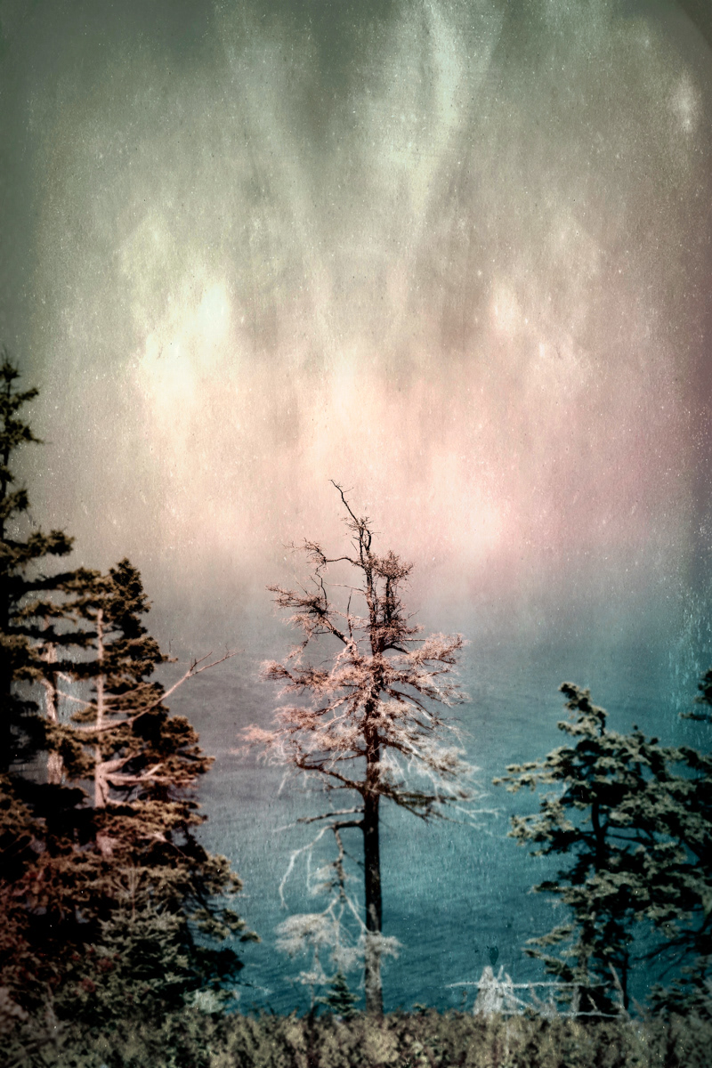 Arbre no. 14