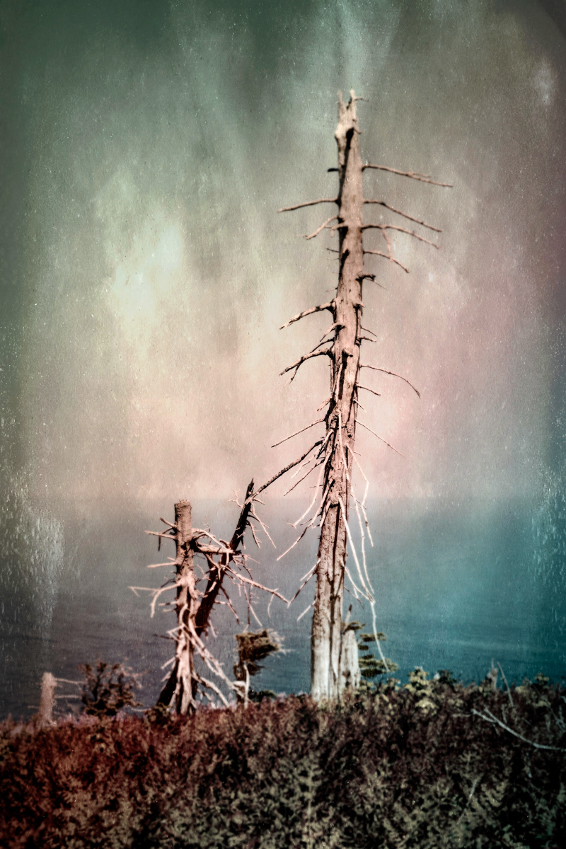 Arbre no. 11