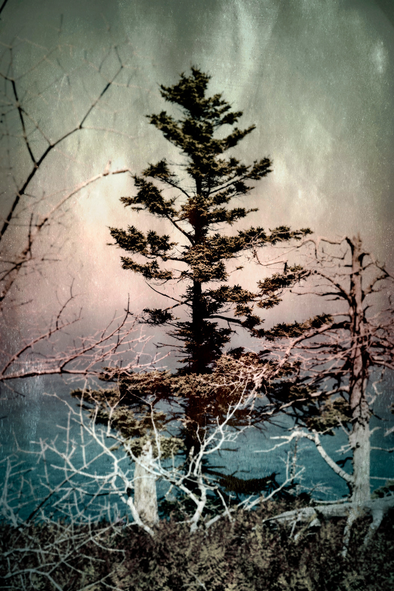 Arbre no. 12