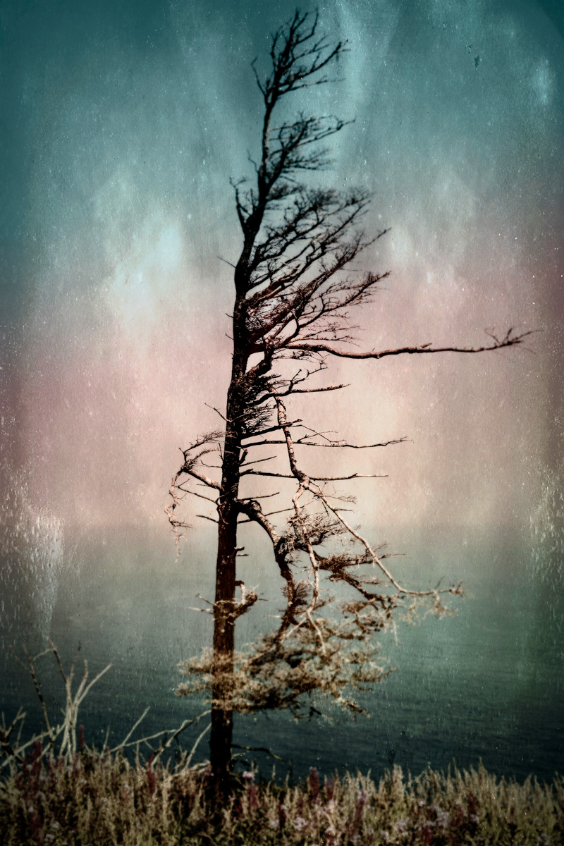 Arbre no. 05