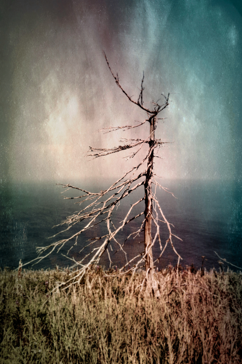 Arbre no. 07