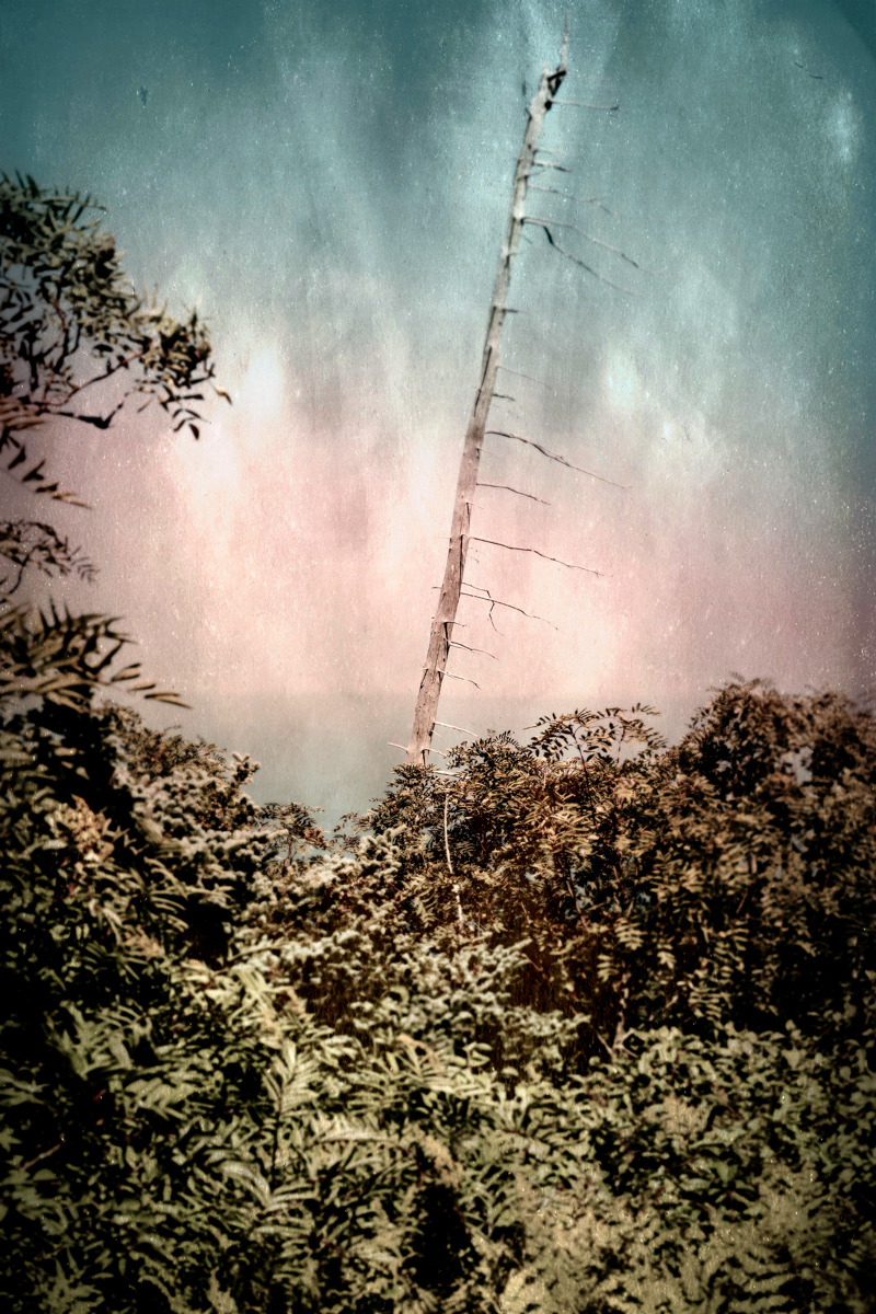 Arbre no. 22