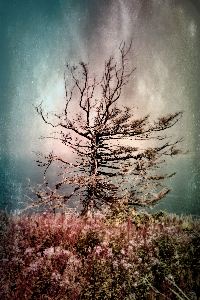 Arbre no. 06