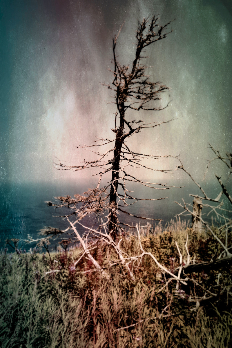 Arbre no. 08