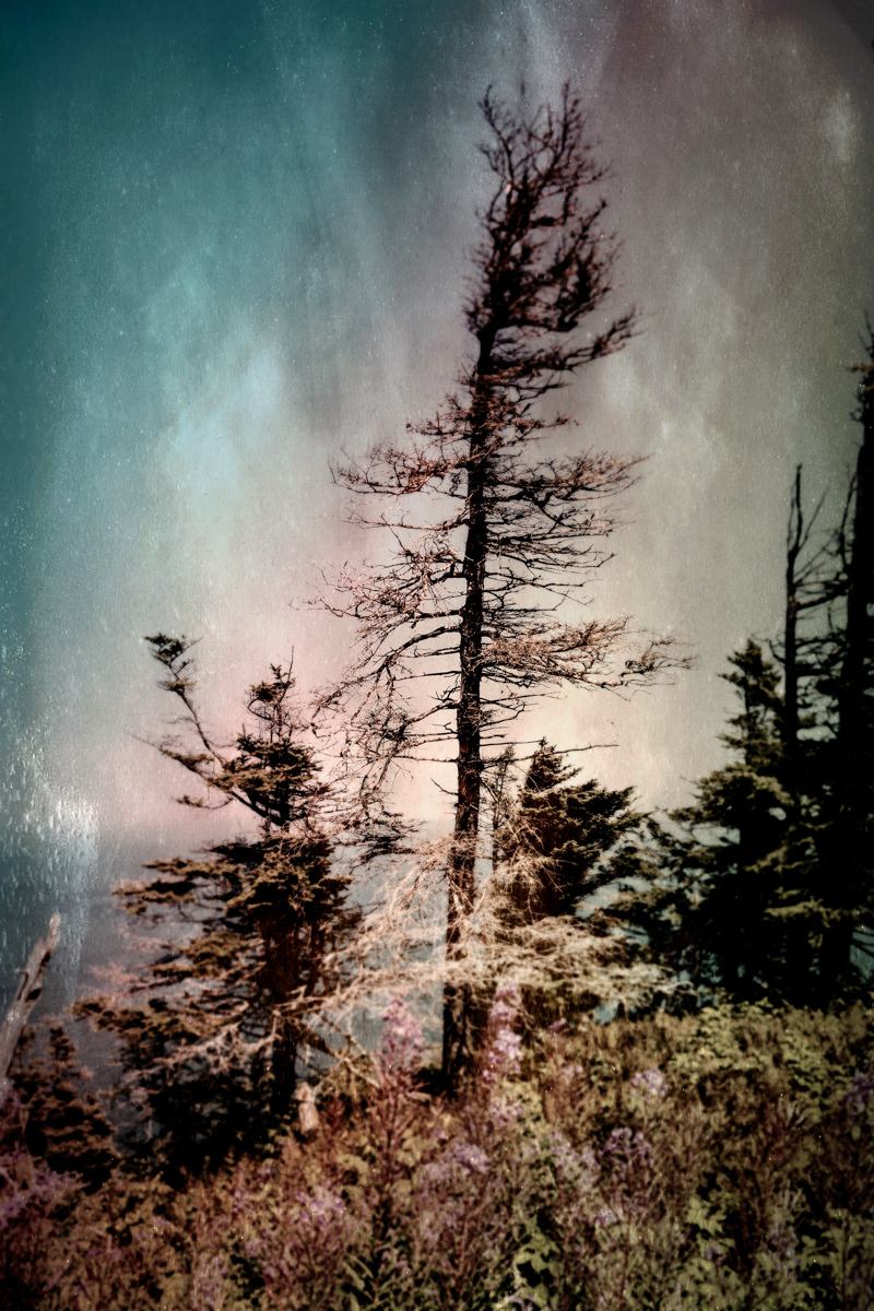 Arbre no. 13