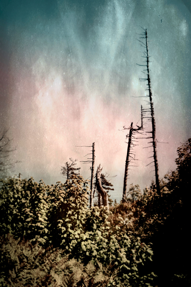 Arbre no. 21