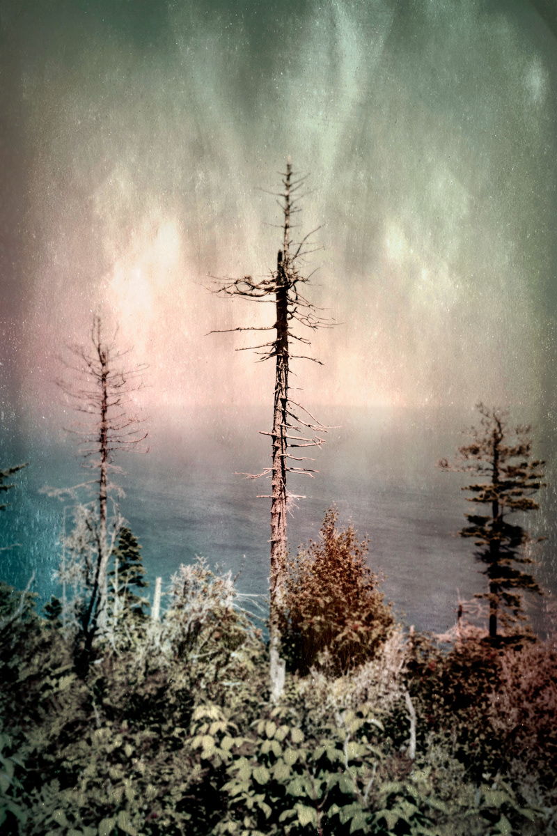 Arbre no. 17