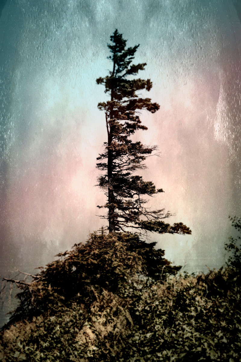 Arbre no. 25