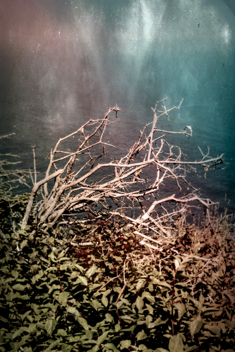 Arbre no. 03