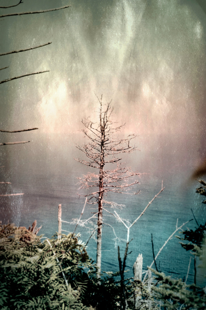 Arbre no. 18