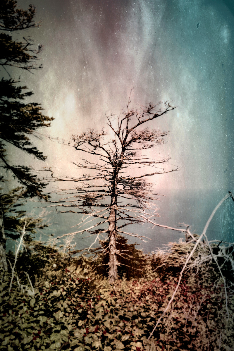 Arbre no. 02