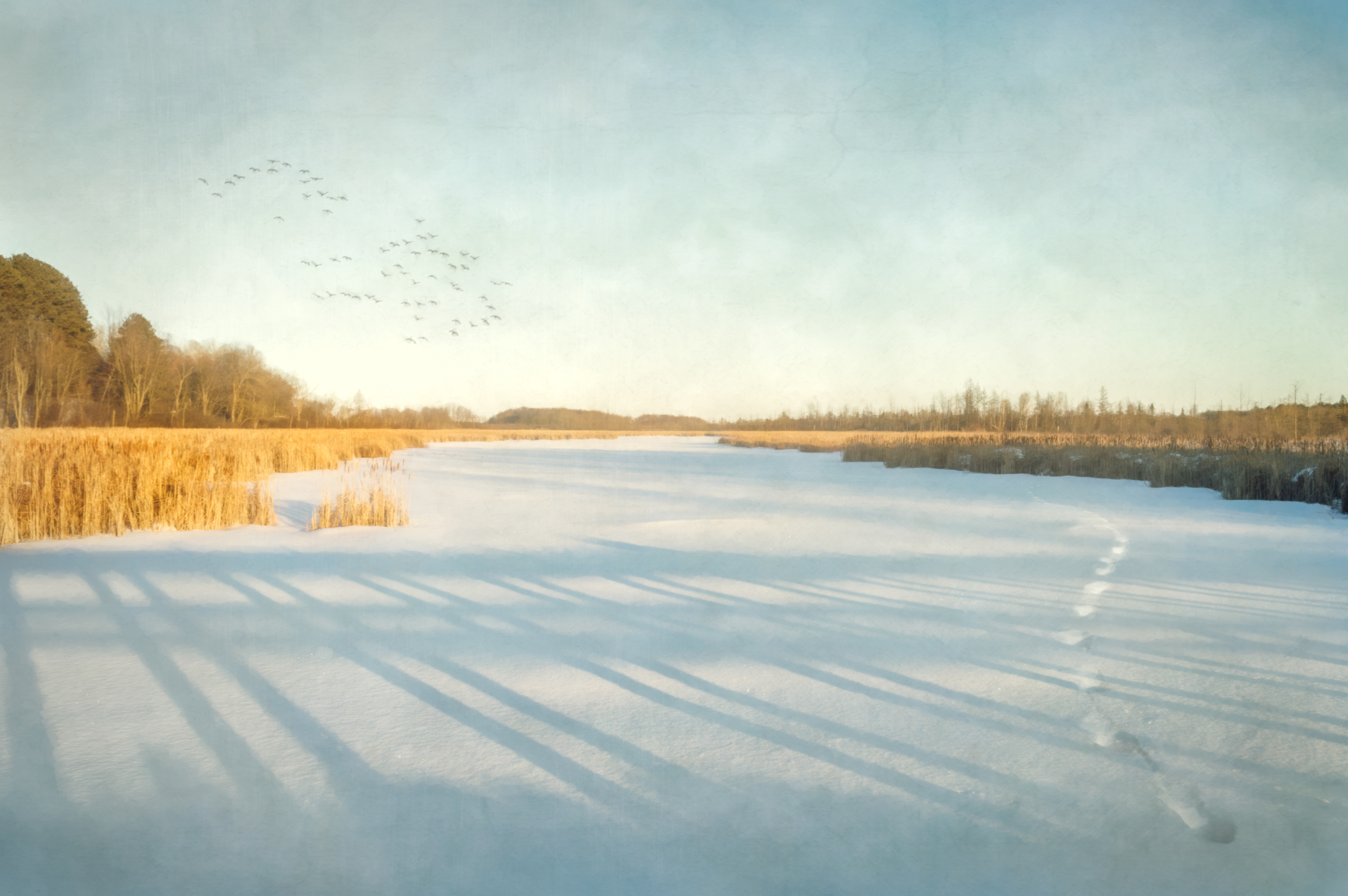 Birds at Mer Bleue