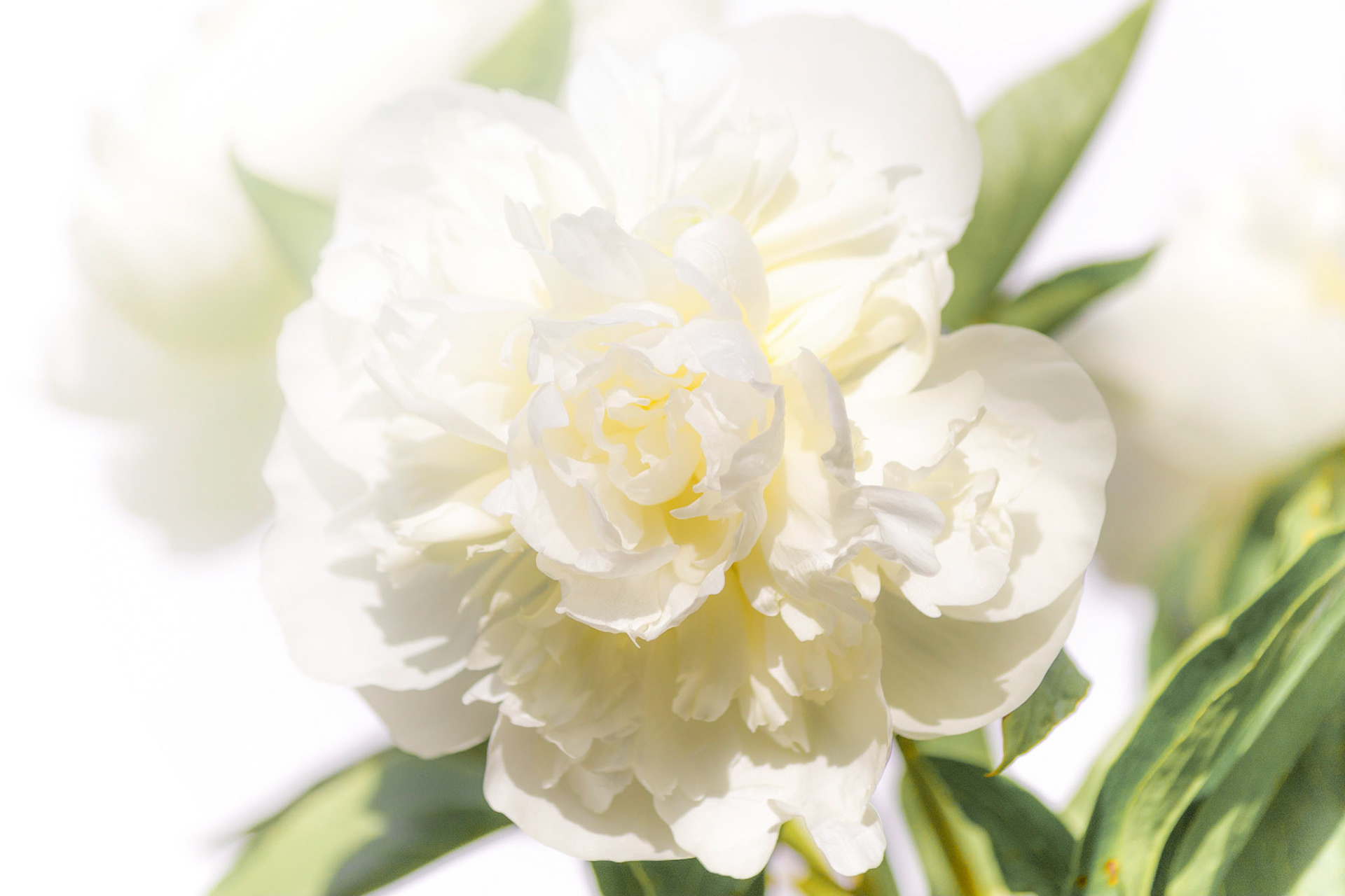 Overexposed peony with light washing in from upper left