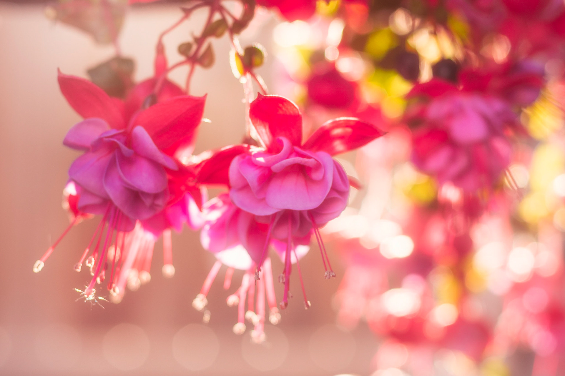 Having a coffee this morning in my backyard and I saw this beautiful scene.Sunlight enveloping the blooms on one of our flowers - sorry no idea what it’s called.Have a great day everyone.