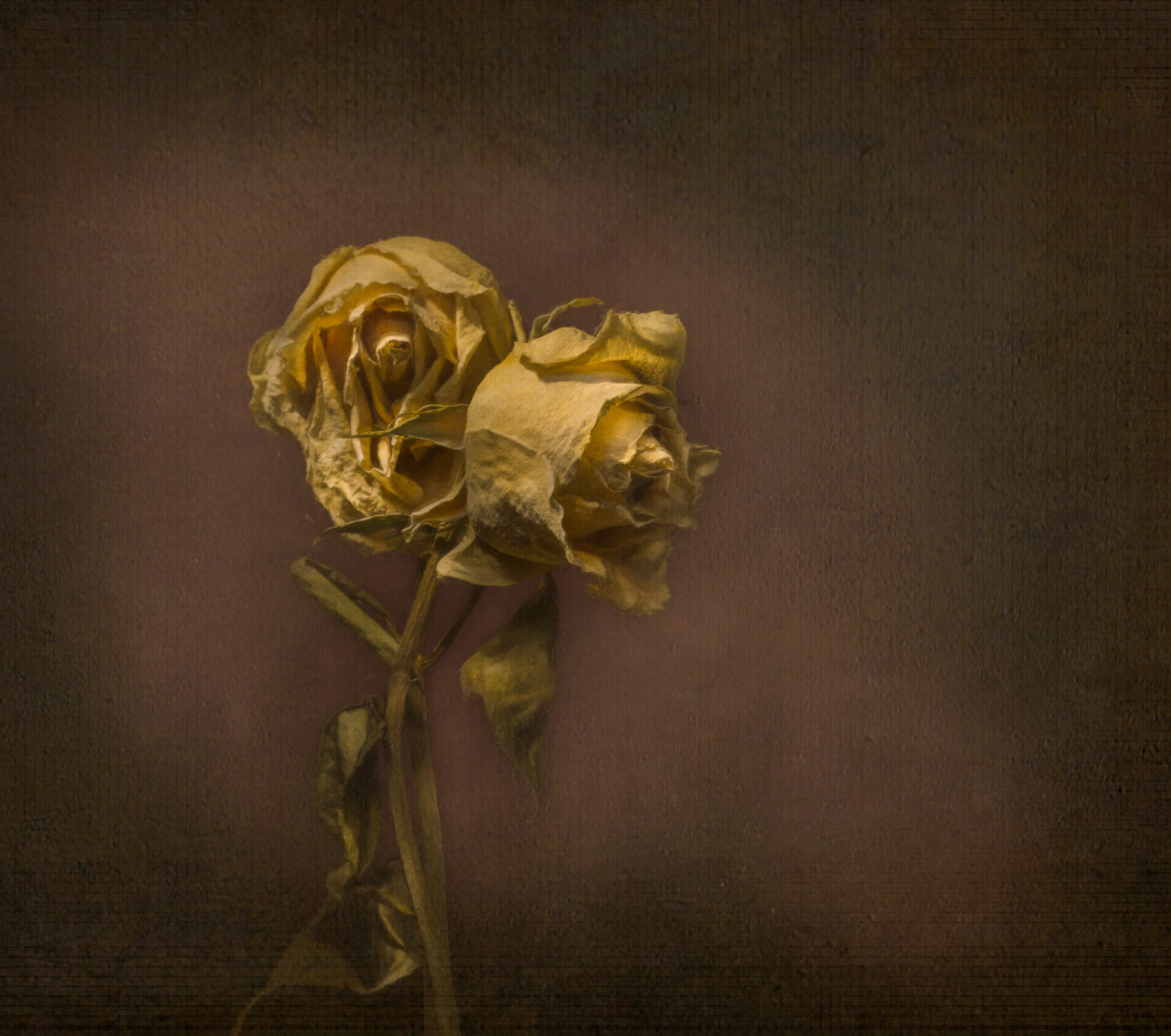 A pair of dried yellow roses