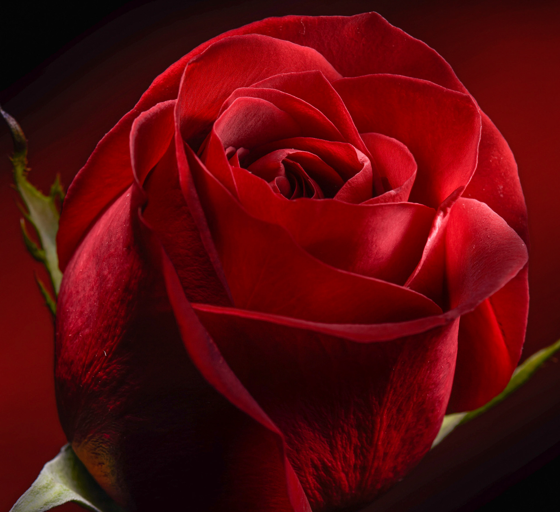 Light painting of a rose