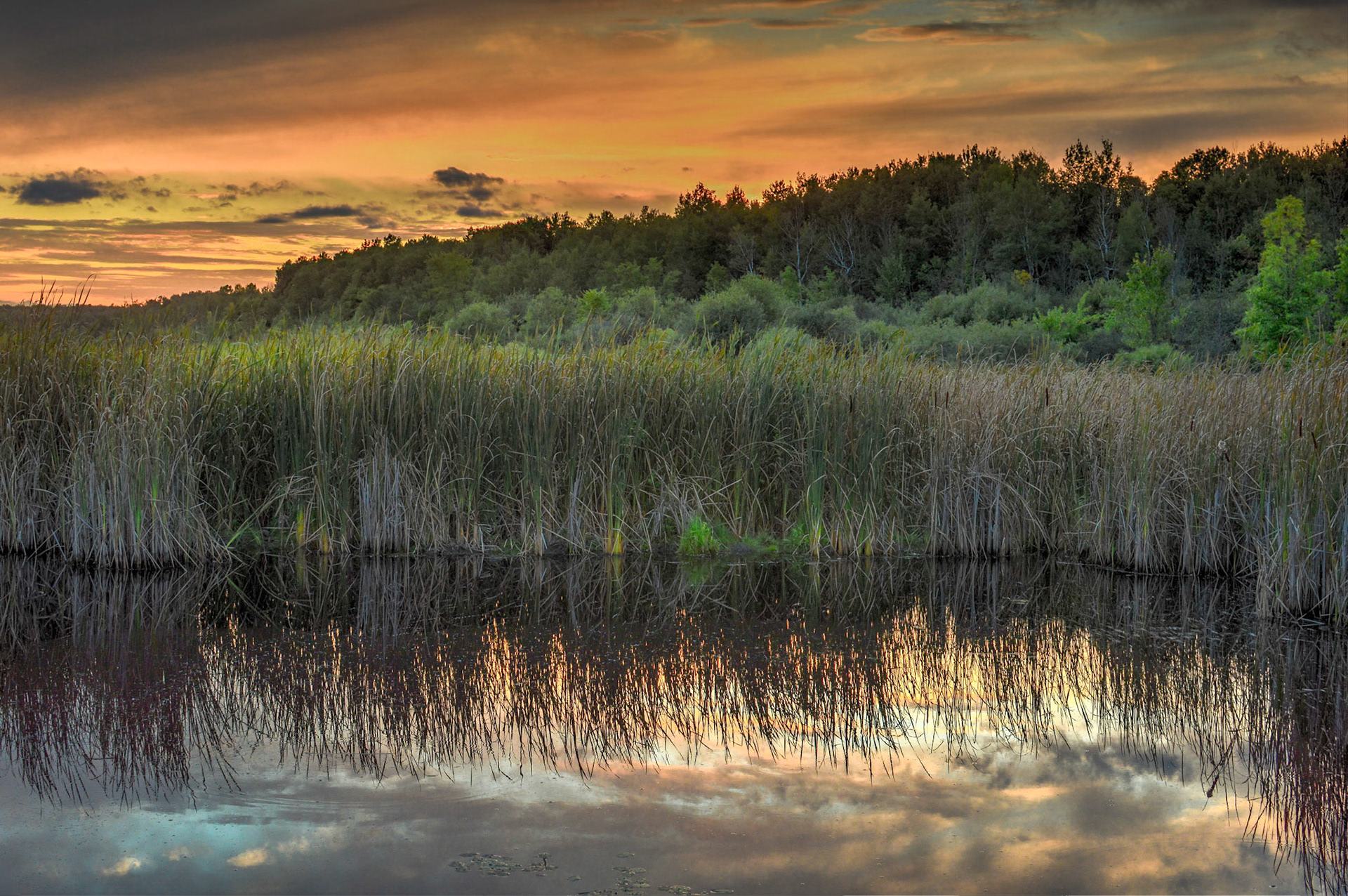 Mer Bleue - Amber Sky