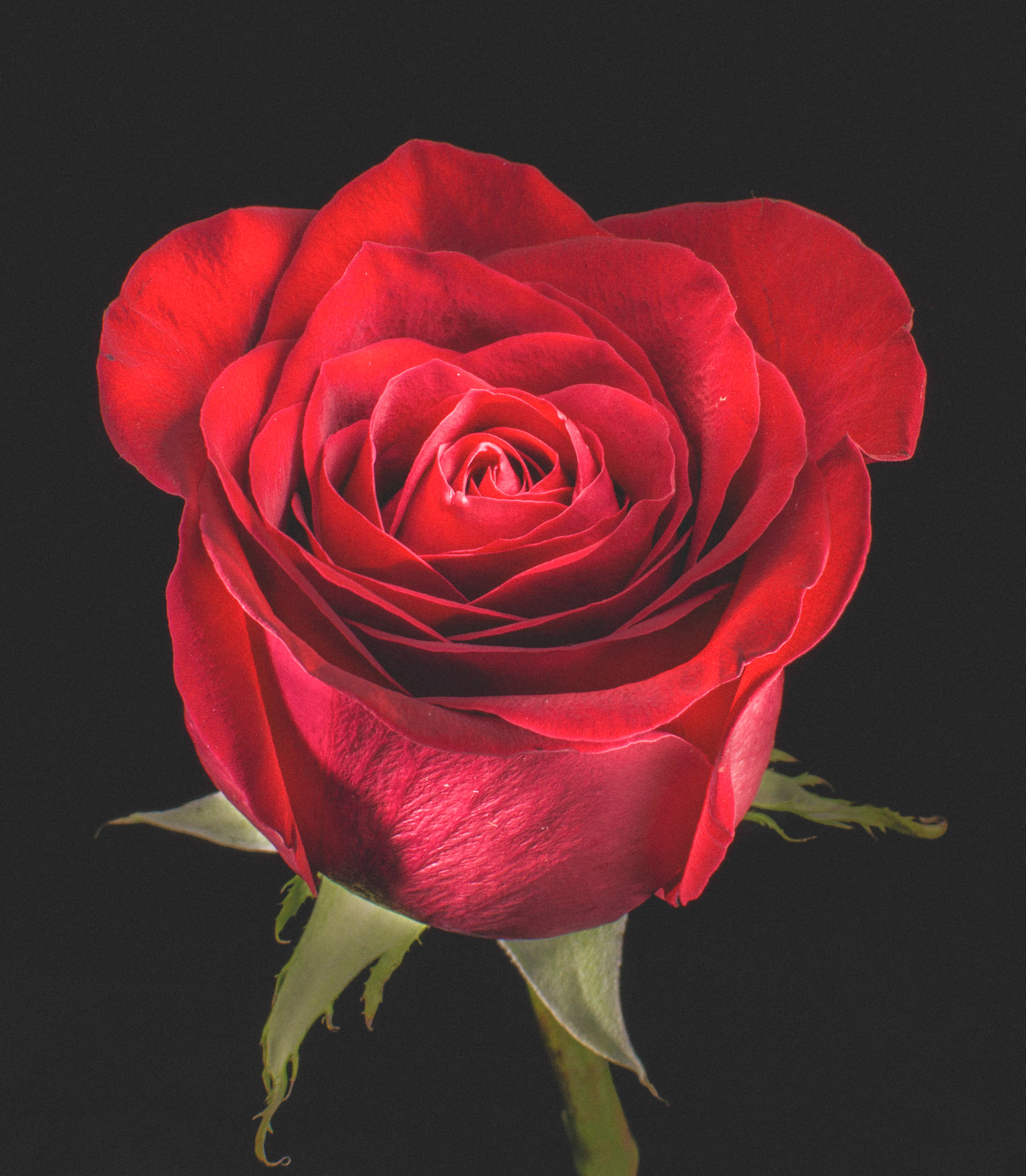 Light painting of a rose