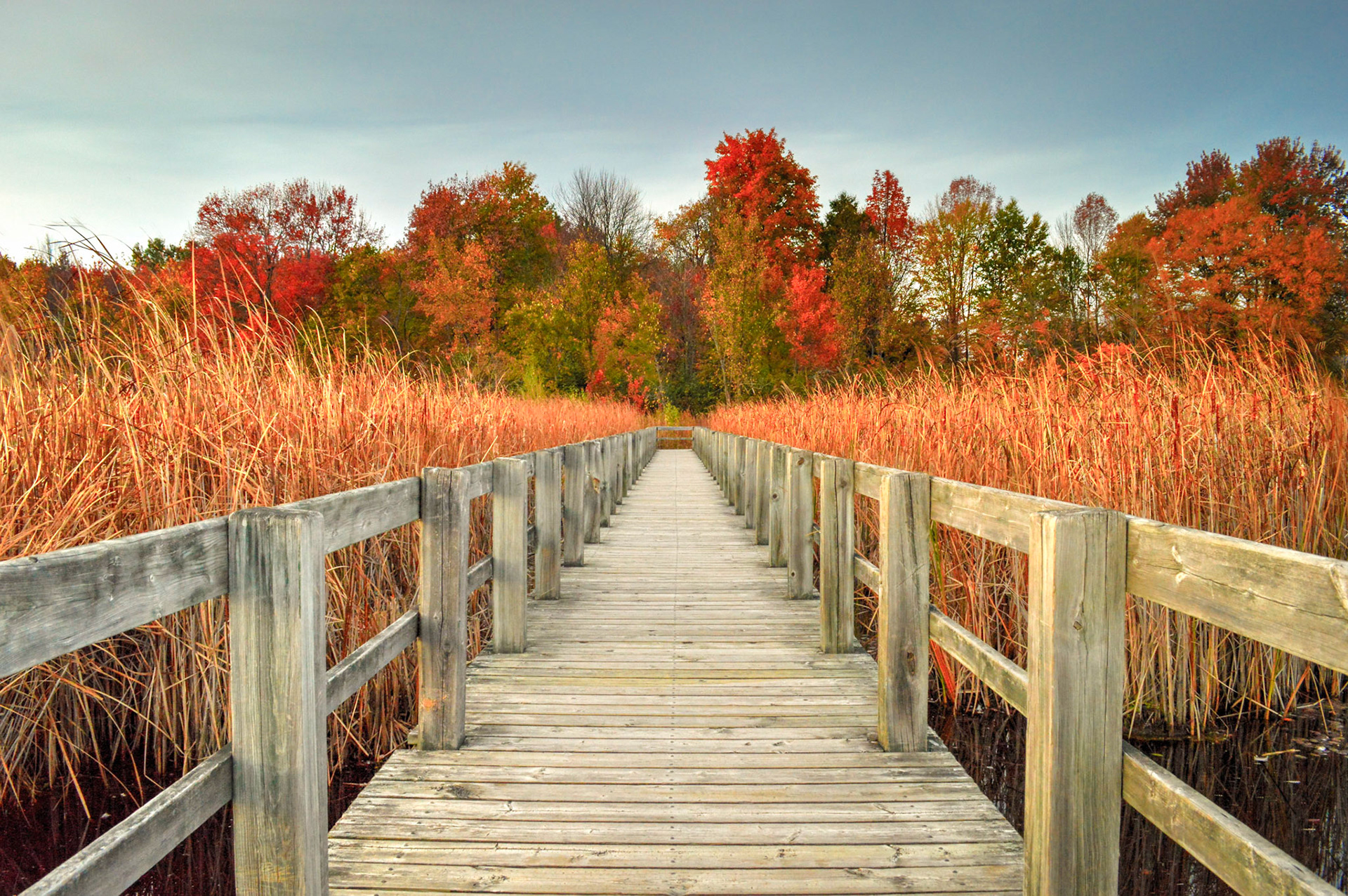 Boardwalk over the Mer Bleue Marsh in the Autumn. Love the leading lines, the red brown bull rushes and the colour of the trees.