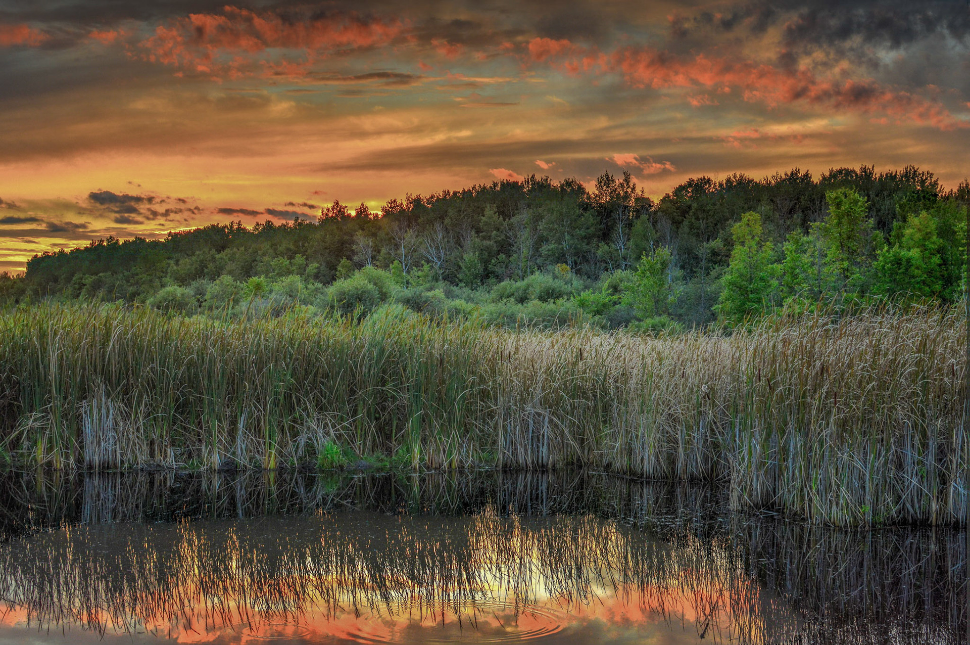 Mer Bleue - Sky Light
