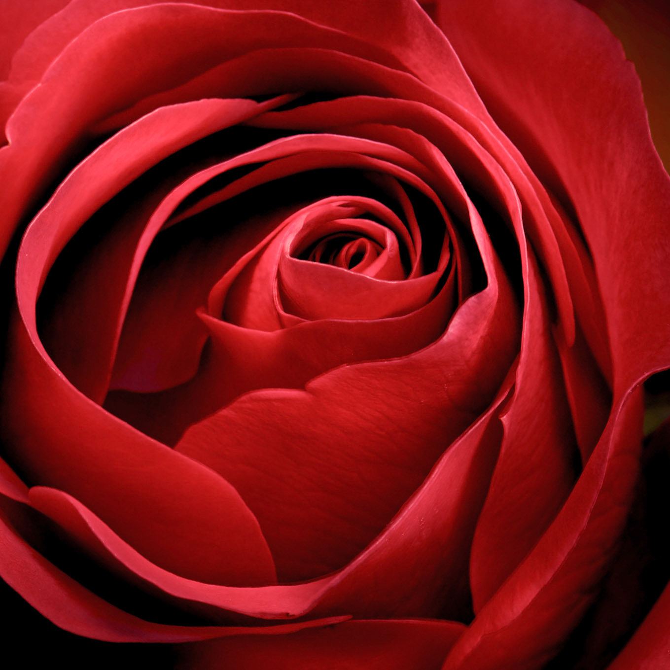 Light painting of a rose