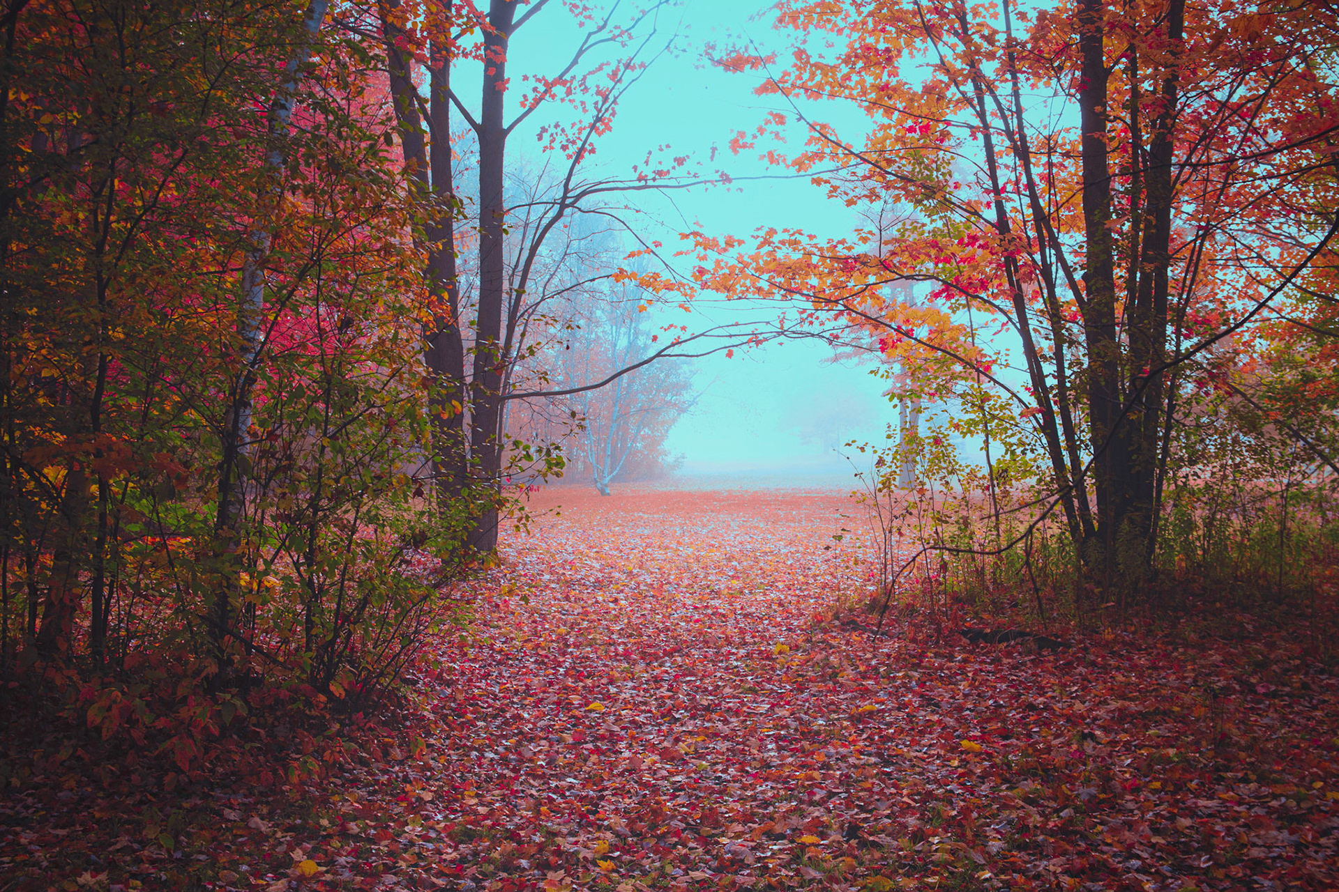 My son and I went for a walk early one morning on Thanksgiving weekend, the trees were shrouded in fog and the sun was trying hard to burn it away. I’ve been very busy getting my fine art portraiture business up and off the ground but felt compelled to get outside and shoot the mood of this beautiful morning.