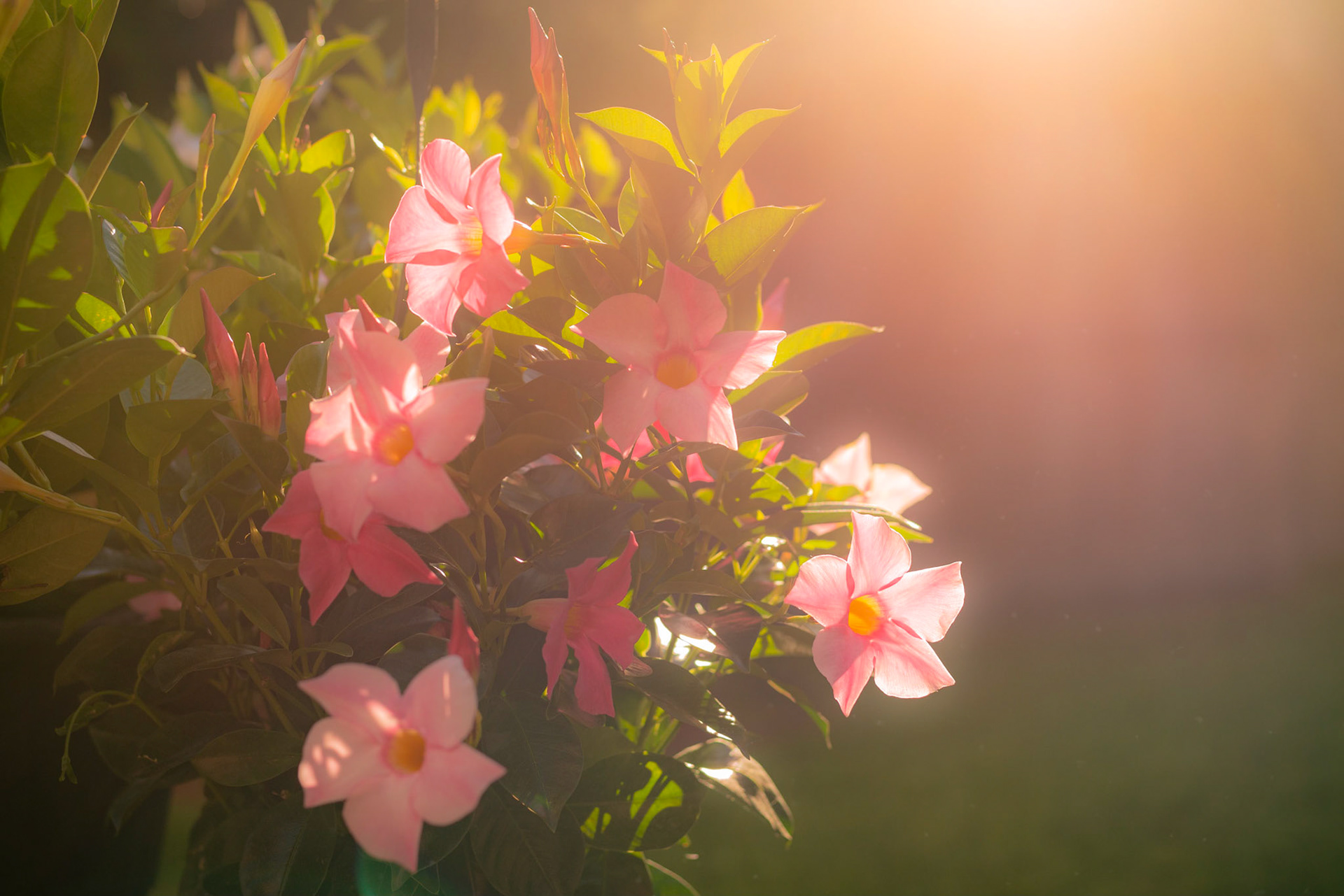Not only does my wife Diane add light to my life, but also to our garden.  We were sitting outside last night, where I was planning my weekly chicken incineration, when I Saw the most beautiful light around our flowers.Just had to capture that moment; summer night, dust motes hanging in the air, and shadows a mile long.
