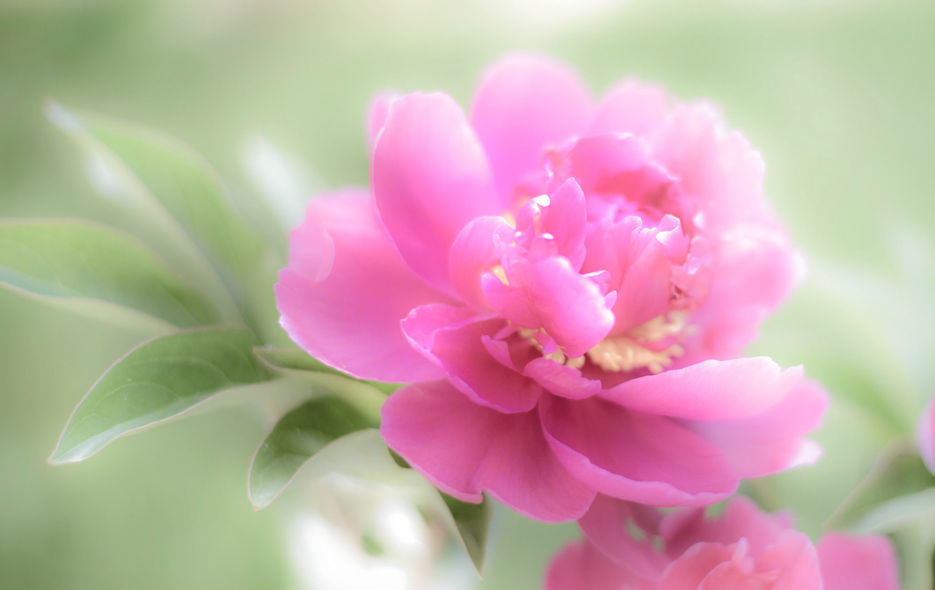 Pink peony overexposed and softened by light
