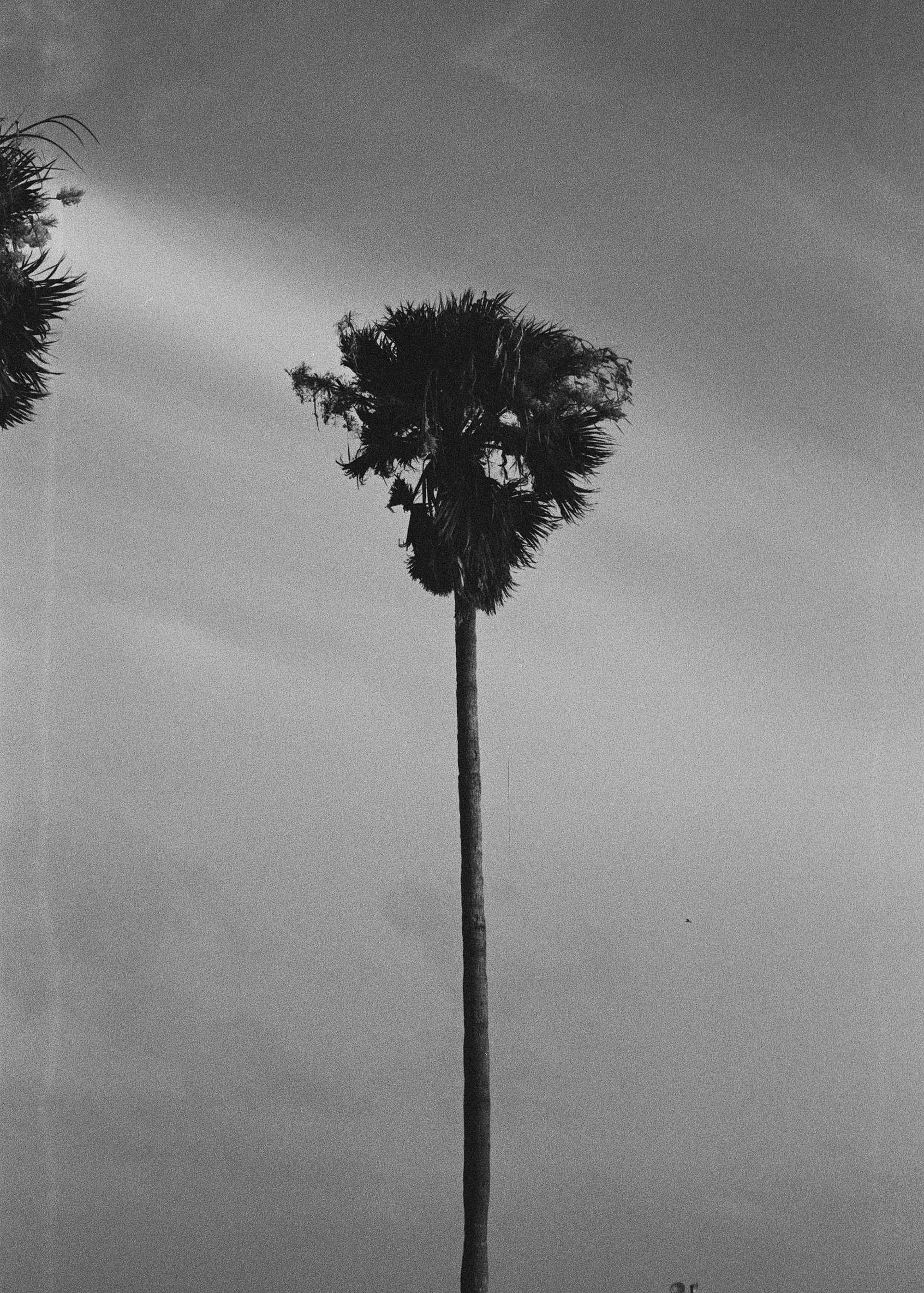 Chinon CE-4s- Kodak Tri-X @400