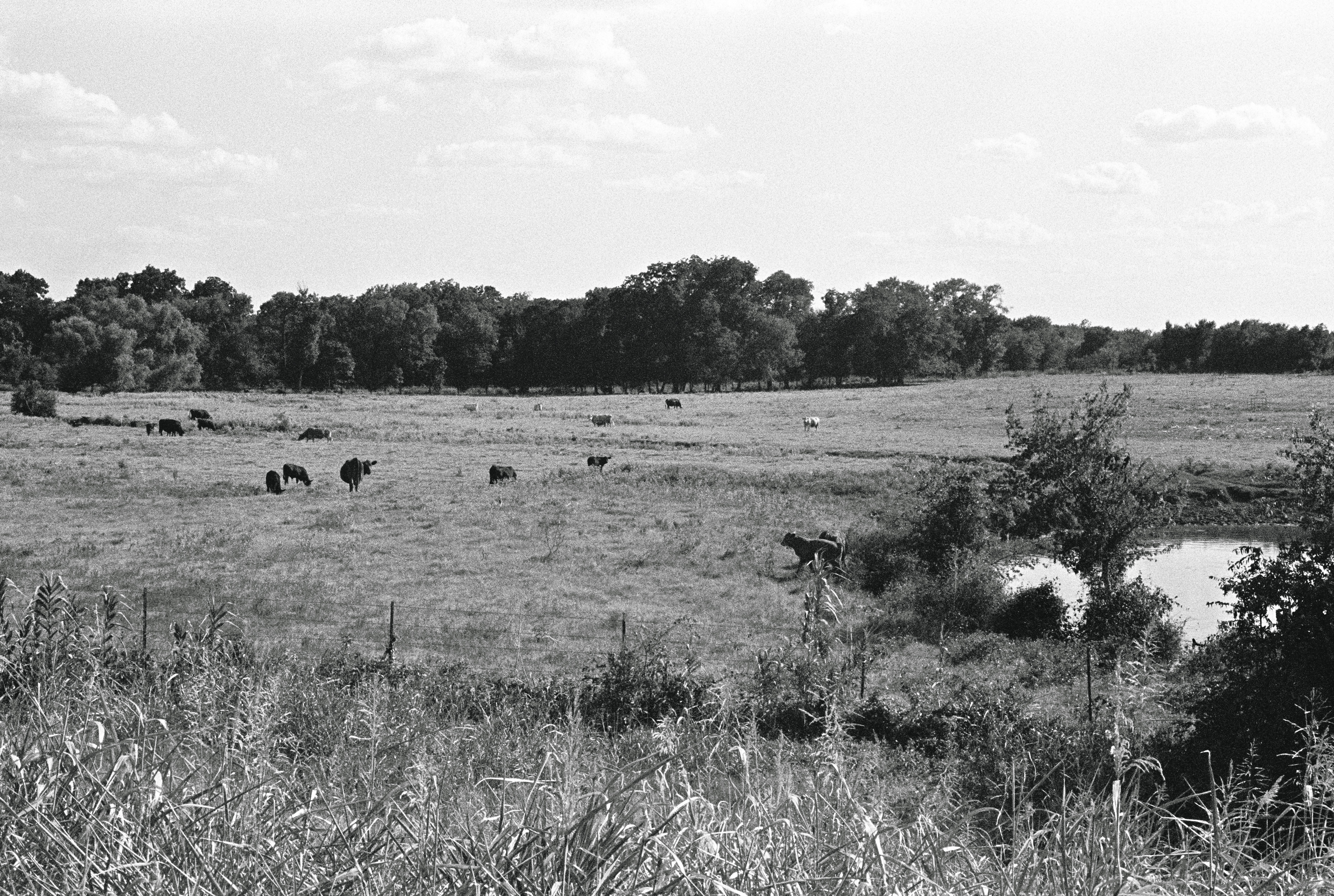 Cannon A-1- Ilford hp5 @400