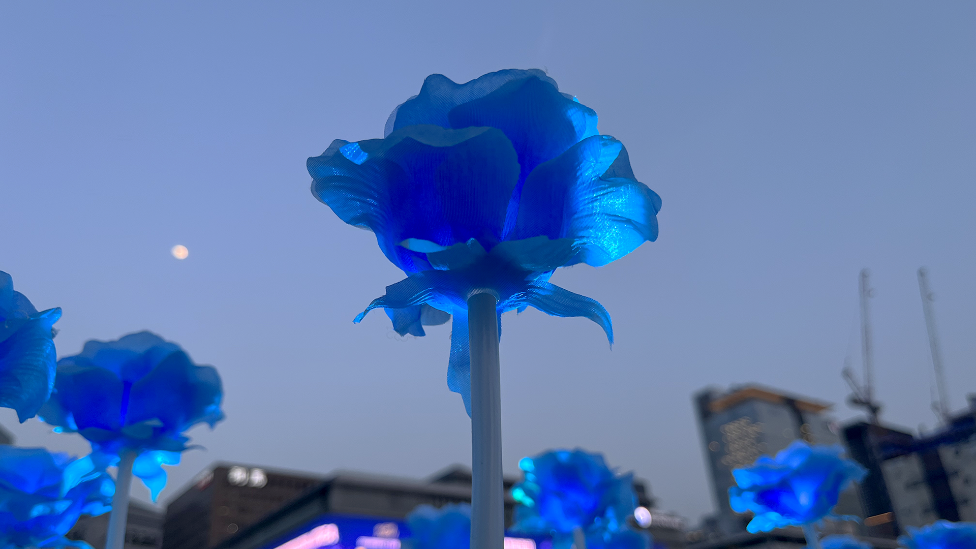 2023 Expo2030 BUSAN 광화문 LED 장미 설치