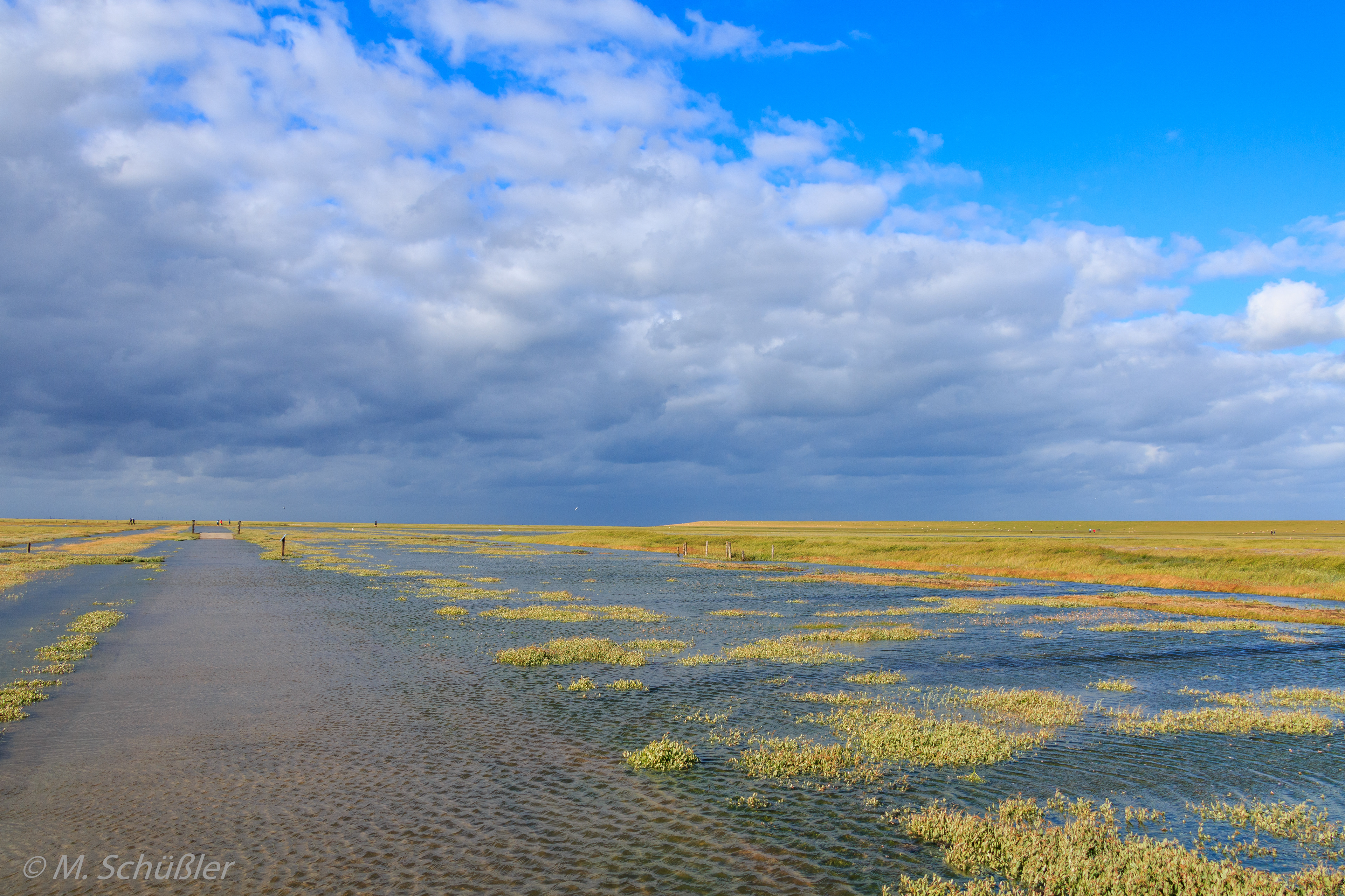 Salzwiesen vor Westerhever