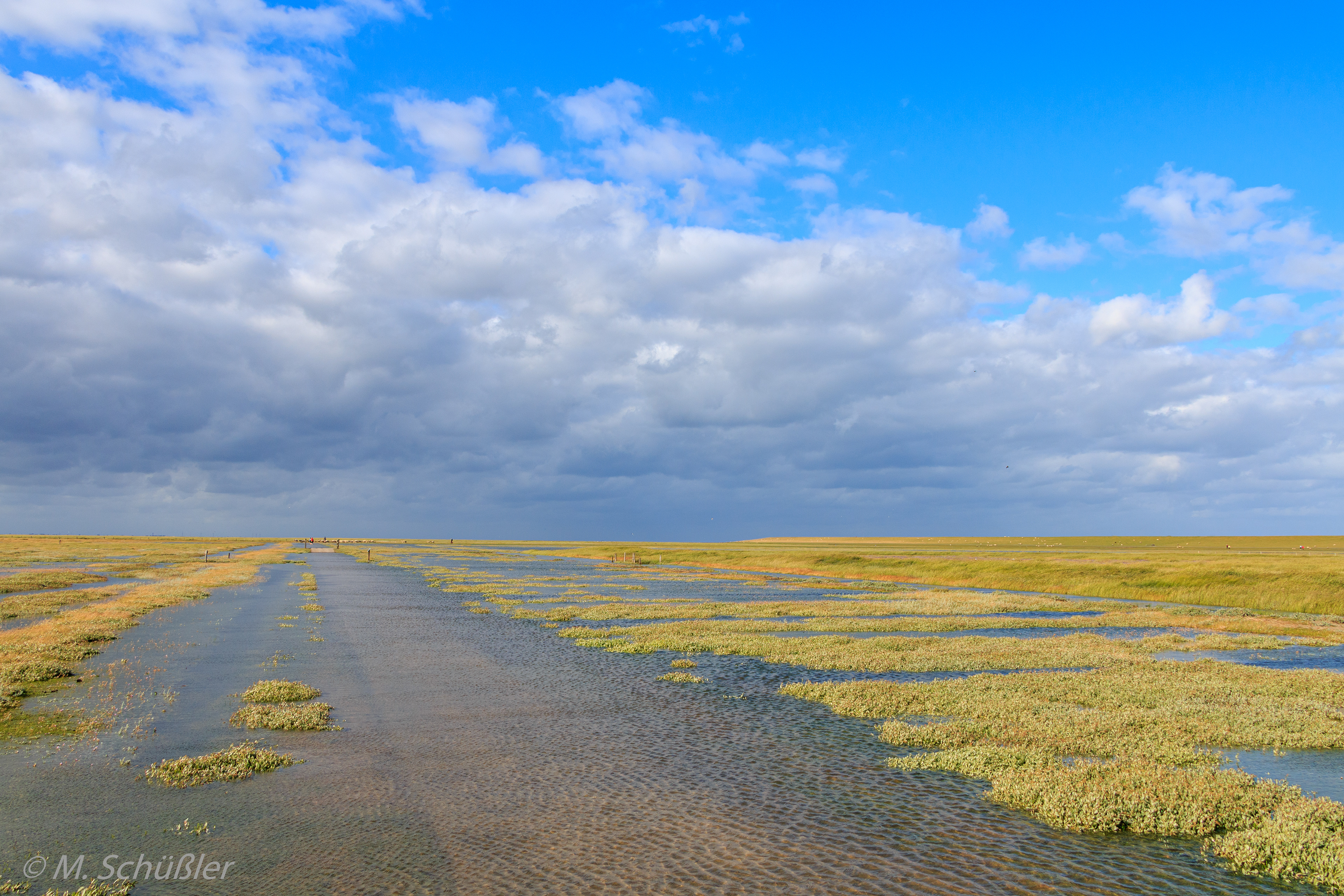 Salzwiesen vor Westerhever