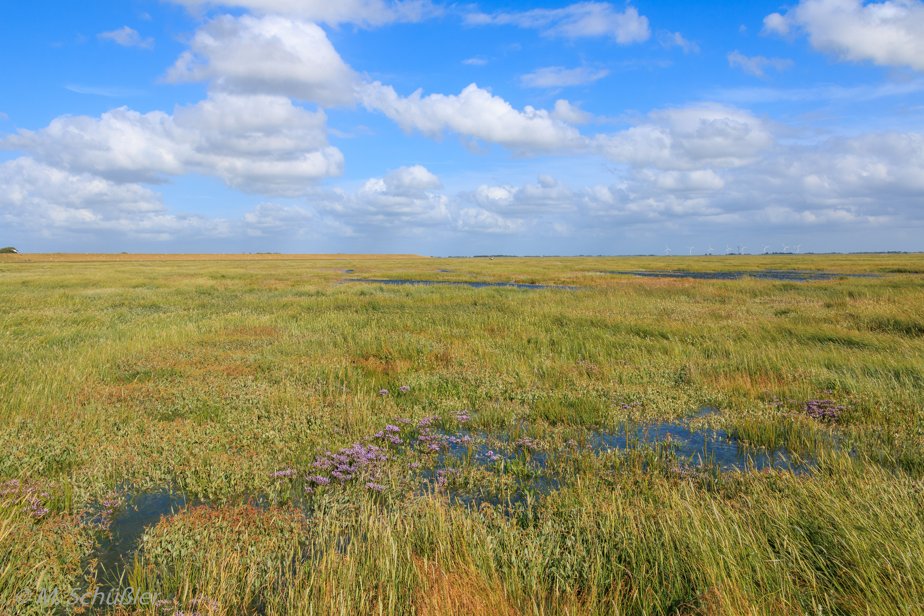 Salzwiesen vor Westerhever
