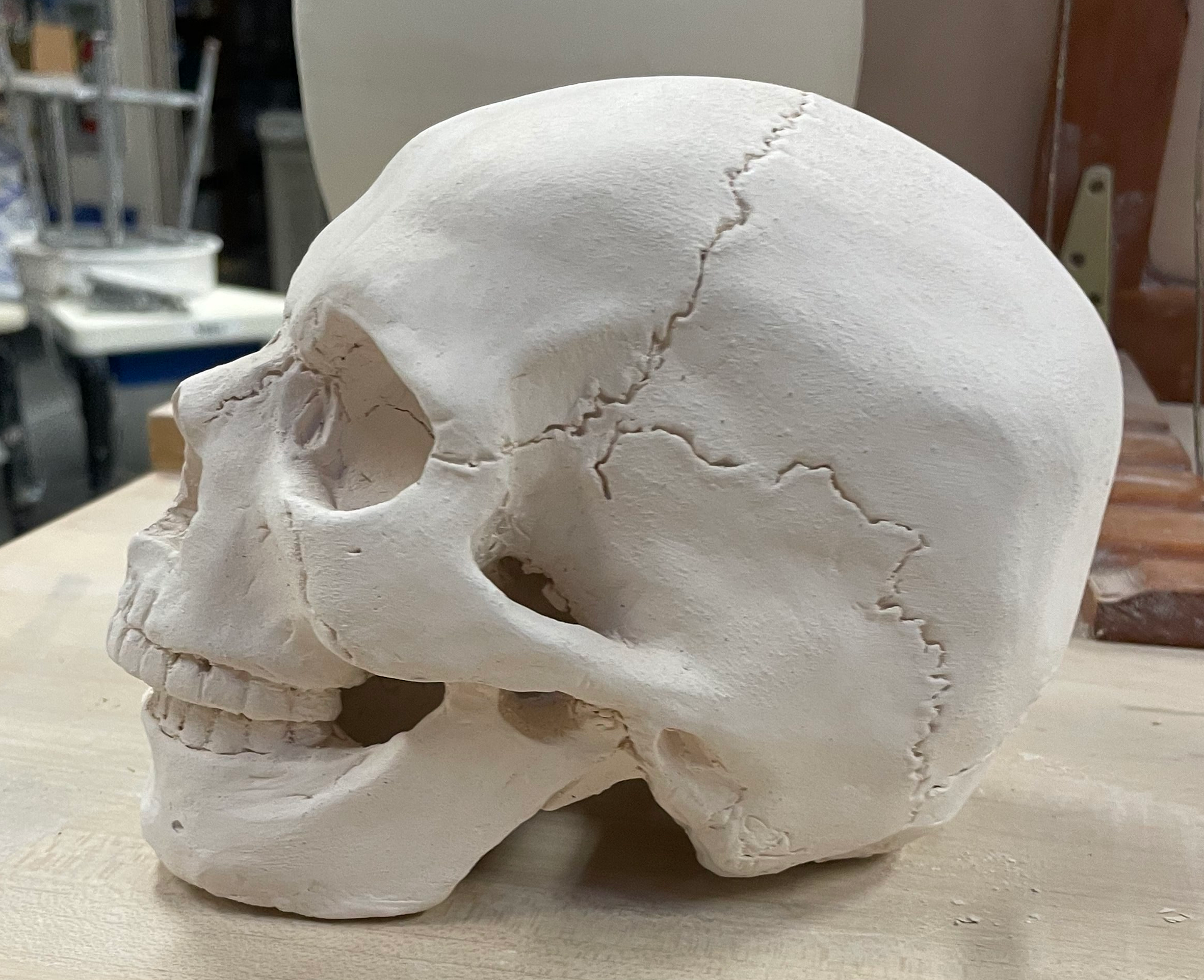 Skull (side angle) - Ceramics