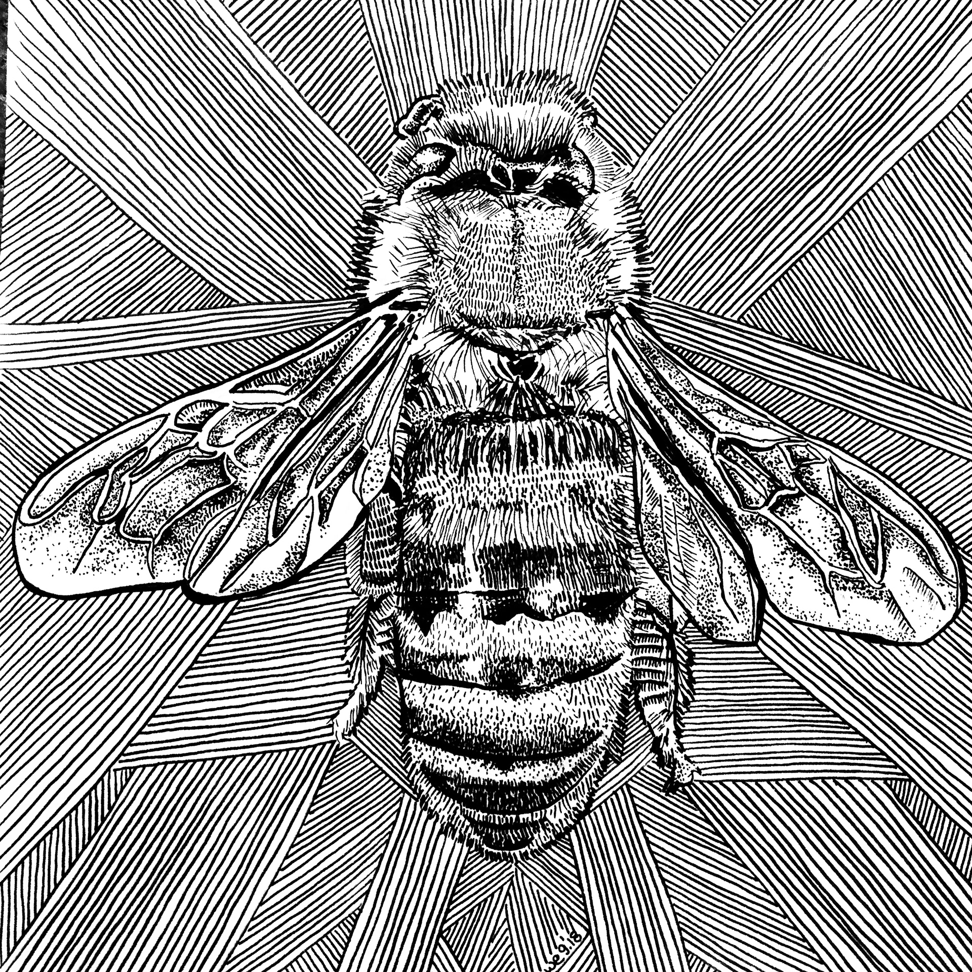 Bee