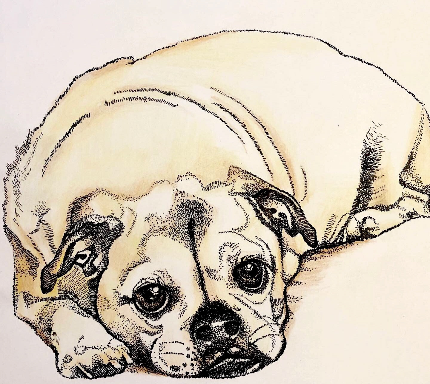 Rex