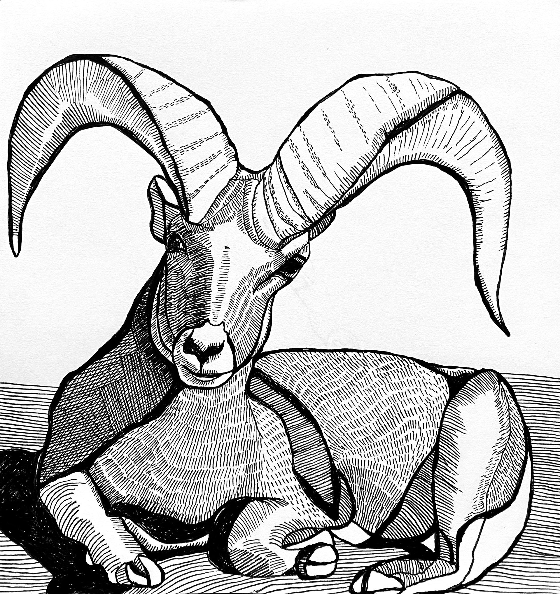 Ram