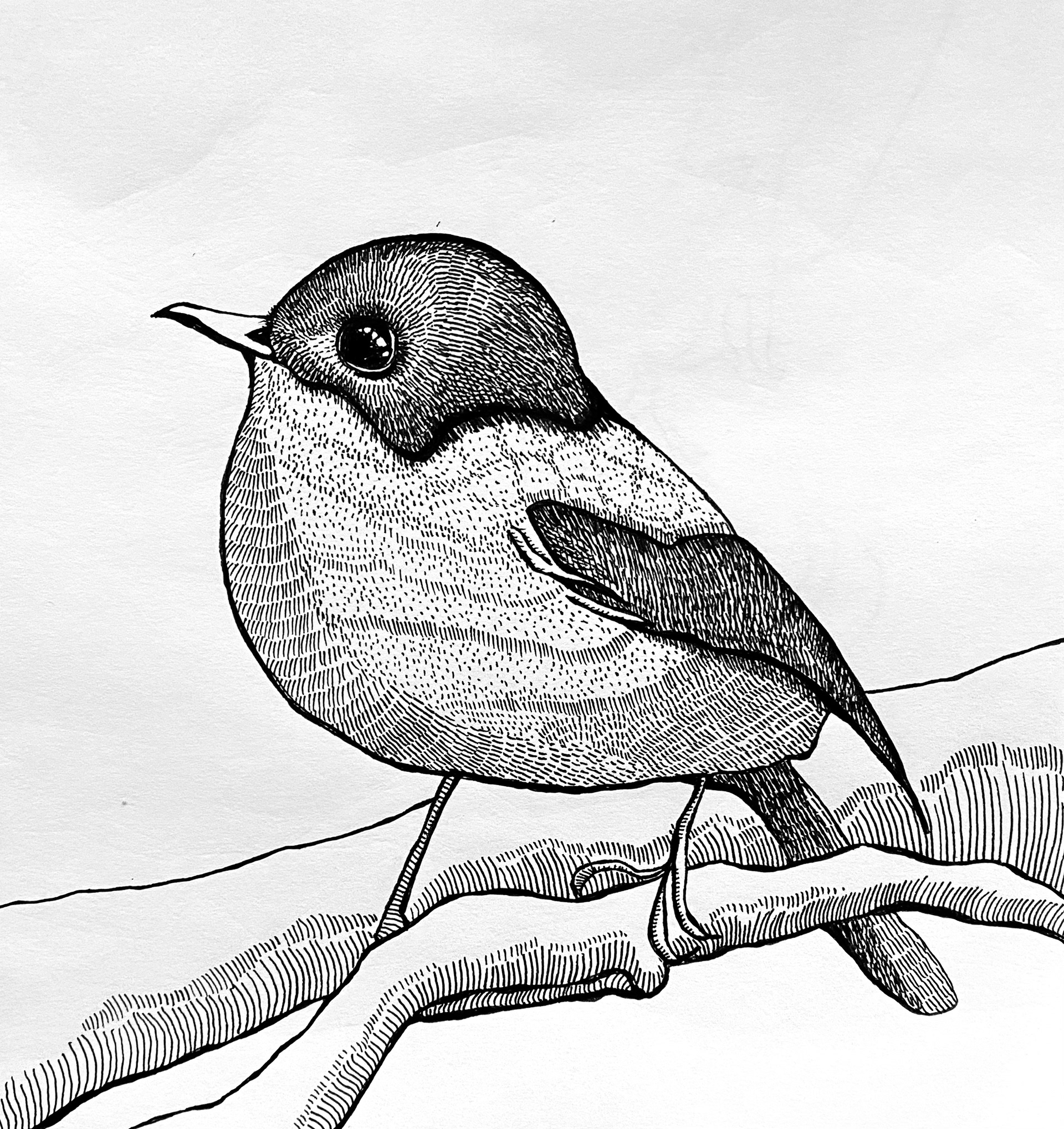 Bird on Branch