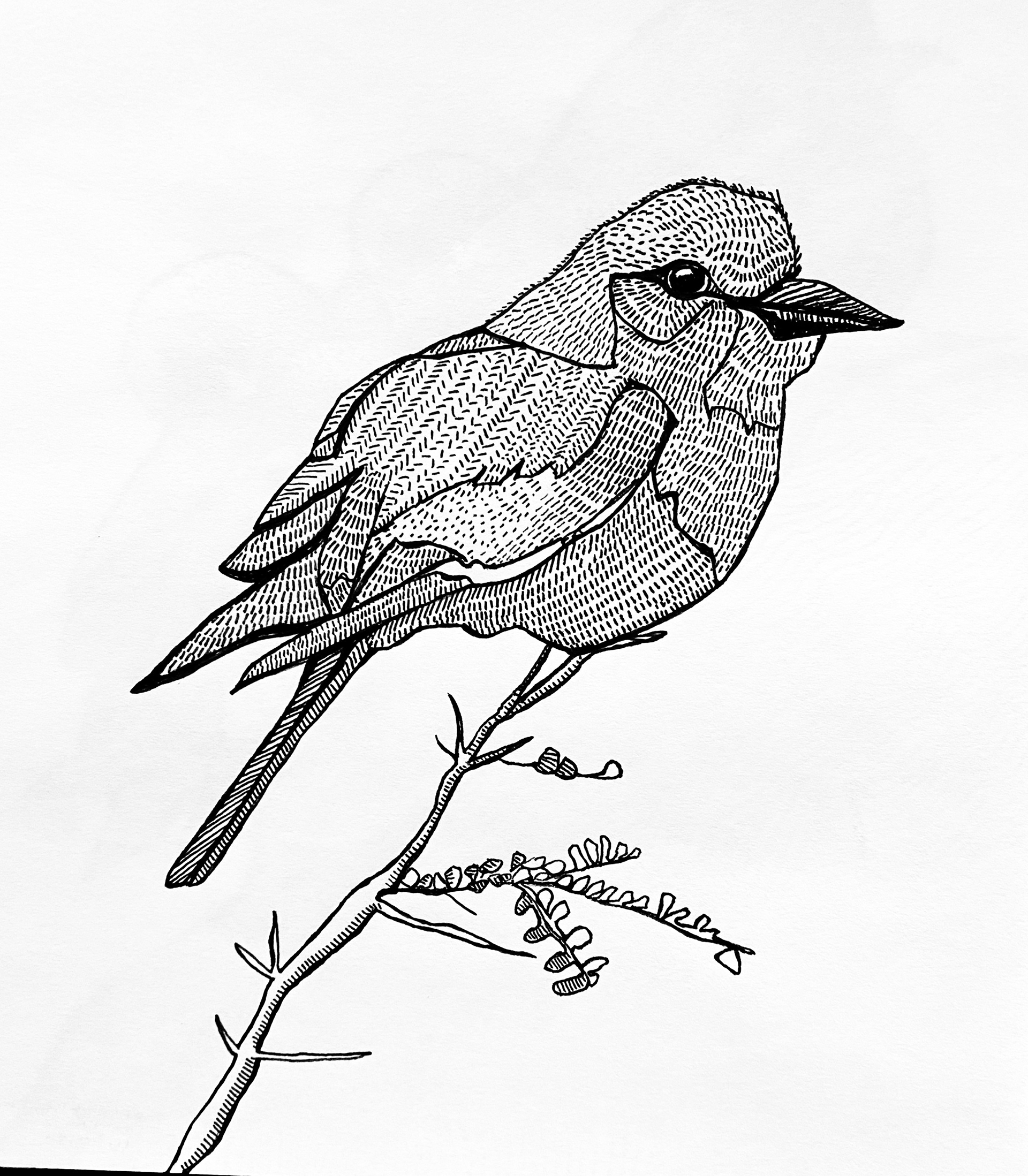 Bird on Branch 2